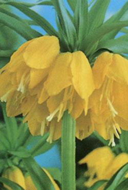 Луковицы фритилярии Lutea Луковицы фритилярии Lutea