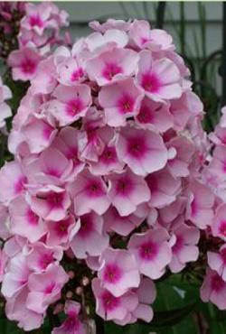 Луковицы цветов Phlox paniculata Bright Eyes