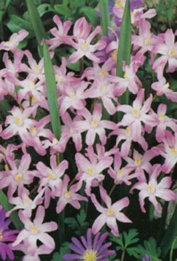 Луковицы хионодоксы Pink Giant Луковицы хионодоксы Pink Giant