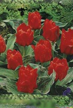 Луковицы тюльпанов грейга Red Sesil (Ред Сесил)