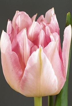 Луковицы тюльпанов махровых ранних Pich Blossom (Пич Блоссом)