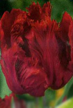 Луковицы тюльпанов попугайных Red Lizzard