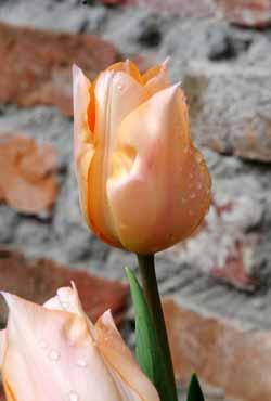 Луковицы тюльпанов простых ранних Apricot Beauty (Эприкот Бьюти)