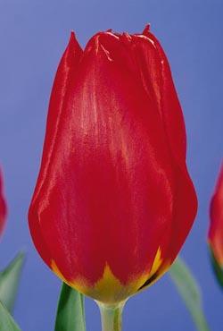 Луковицы тюльпанов простых ранних Red Revial(Ред Ревивал)