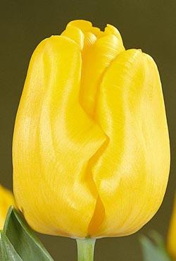 Луковицы тюльпанов Триумф Yellow King