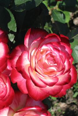 Розы Алтайские клумбовые Юбилей принца Монако