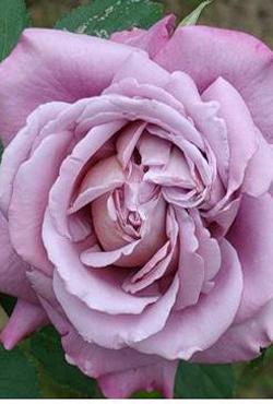Розы Алтайские чайно-гибридные Блю Парфюм
