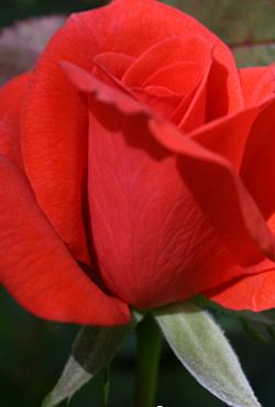 Розы Алтайские чайно-гибридные Леди Роуз