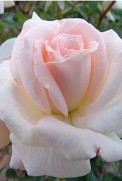 Розы Алтайские чайно-гибридные Лионс Роуз