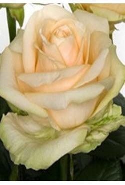 Розы Алтайские чайно-гибридные Пич Аваланж