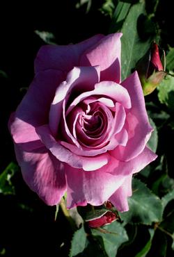 Розы Алтайские чайно-гибридные Шарль де Голль