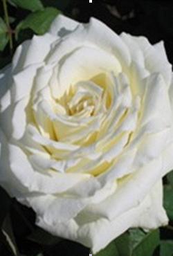 Розы Алтайские чайно-гибридные Поло