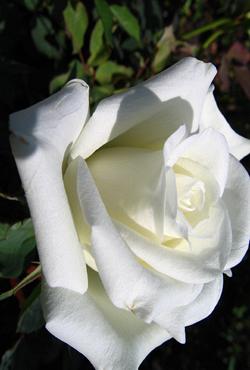 Розы Алтайские чайно-гибридные Уайт Мастер Пис