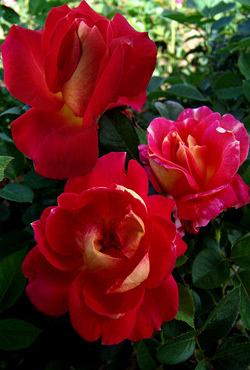 Розы Алтайские парковые Мейланд Декор Арлекин