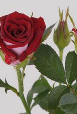 Розы Алтайские спреи Китайский