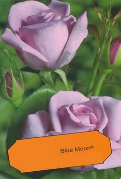 Розы чайно-гибридные Блю Мун