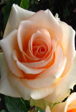 Розы Алтайские чайно-гибридные Версилия