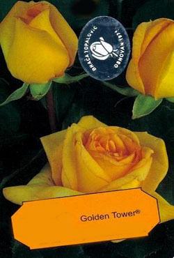 Розы чайно-гибридные Голден Тауер