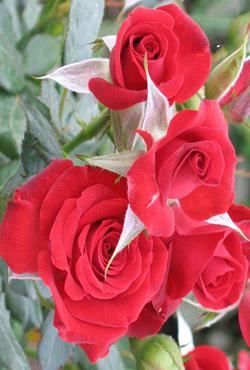 Розы Алтайские спреи Мейду