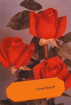 Розы чайно-гибридные Лав Стори