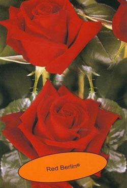 Розы чайно-гибридные Ред Берлин