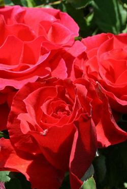Розы Алтайские спреи Томанго
