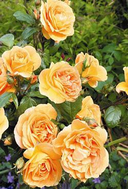 Розы флорибунда рабатковые Bernstein Rose