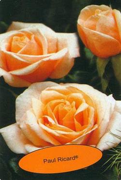 Розы чайно-гибридные Поль Рикард