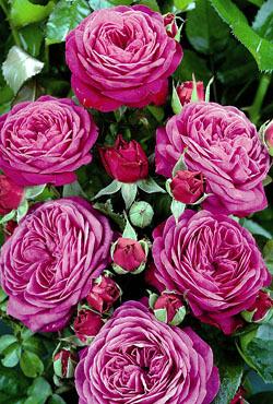 Розы флорибунда рабатковые Heidi Klum Rose