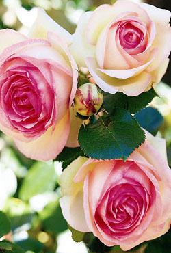 Розы кустарниковые Eden Rose 85