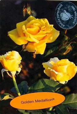 Розы чайно-гибридные Голден Медальон