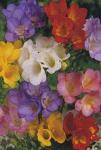 Луковицы цветов Freesia Single Mixed