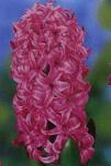 Луковицы гиацинта Pink Pearl