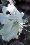 Луковицы лилий видовых Speciosum Album