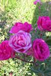 Розы Алтайские спреи Ланком
