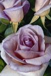 Розы чайно-гибридные Summer Lady