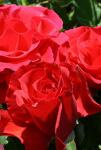 Розы Алтайские спреи Томанго