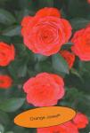 Розы миниатюрные Оранж Джувел