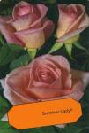 Розы чайно-гибридные Саммер Лэди