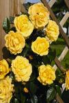Розы плетистые Dukat