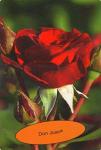 Розы плетистые Дон Жуан