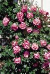 Розы плетистые Harlekin