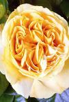 Розы чайно-гибридные Candlelight