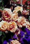 Розы плетистые Barock