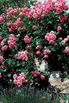 Розы плетистые Lawinia