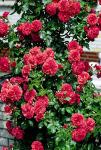 Розы плетистые Rosarium Uetersen