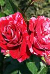 Розы флорибунда рабатковые Deep Impression