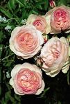 Розы флорибунда рабатковые Pastella