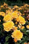 Розы патио Yellow Clementine