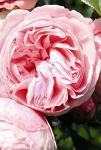 Розы плетистые Giardina